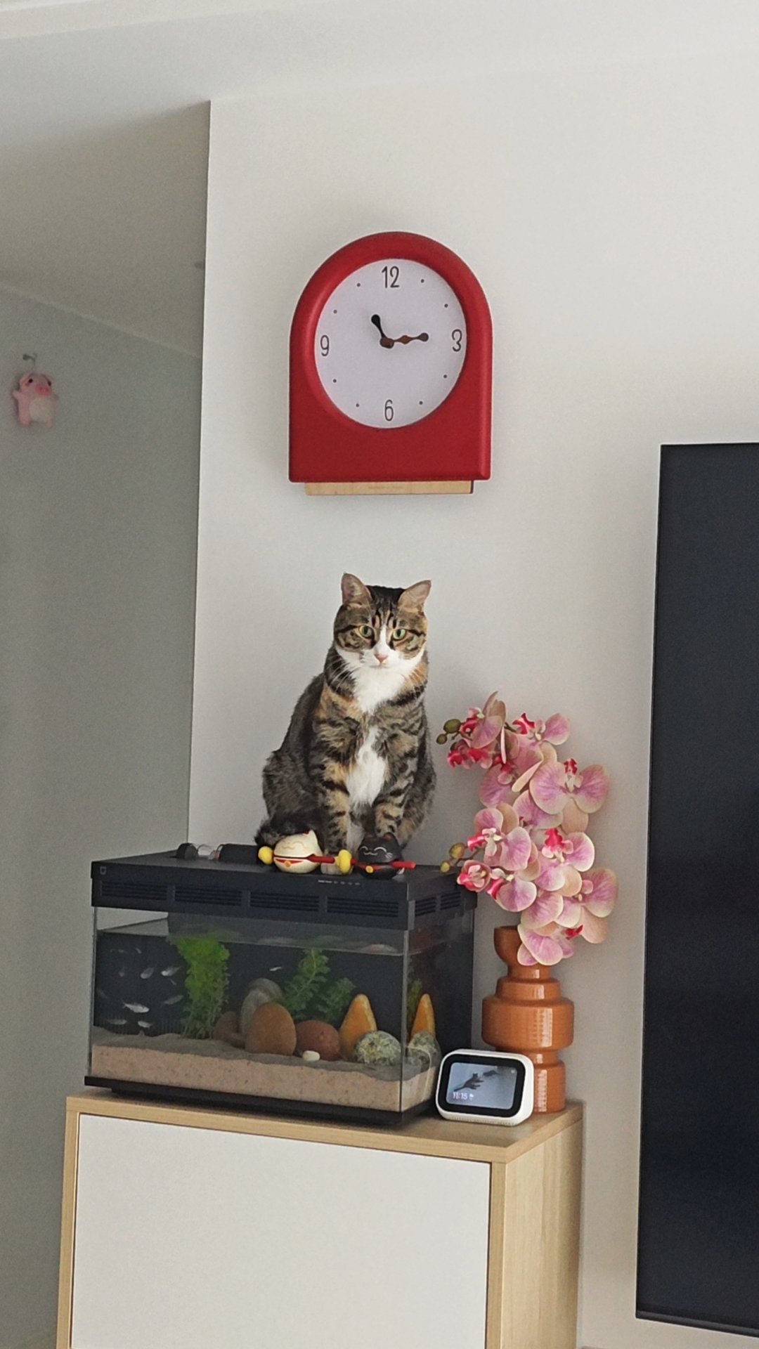 猫咪照片