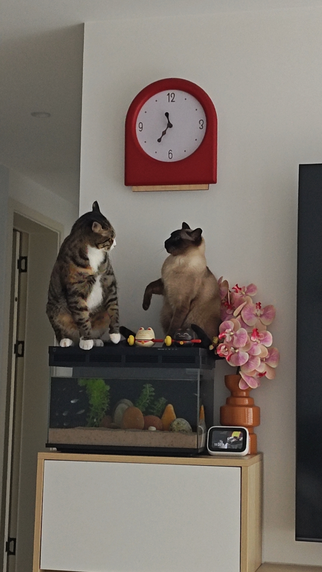 猫咪照片