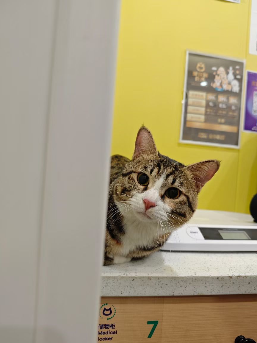 猫咪照片