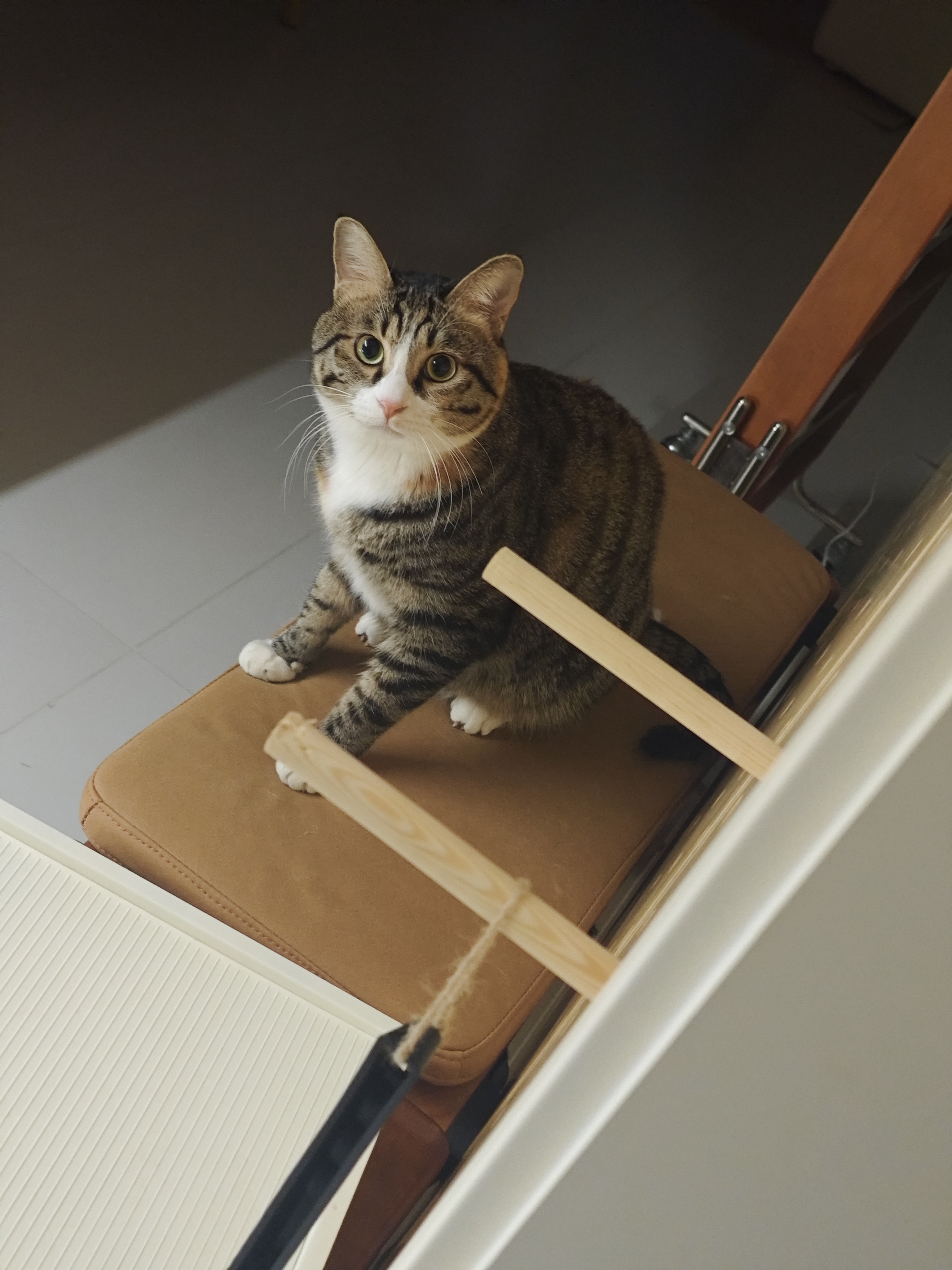 猫咪照片