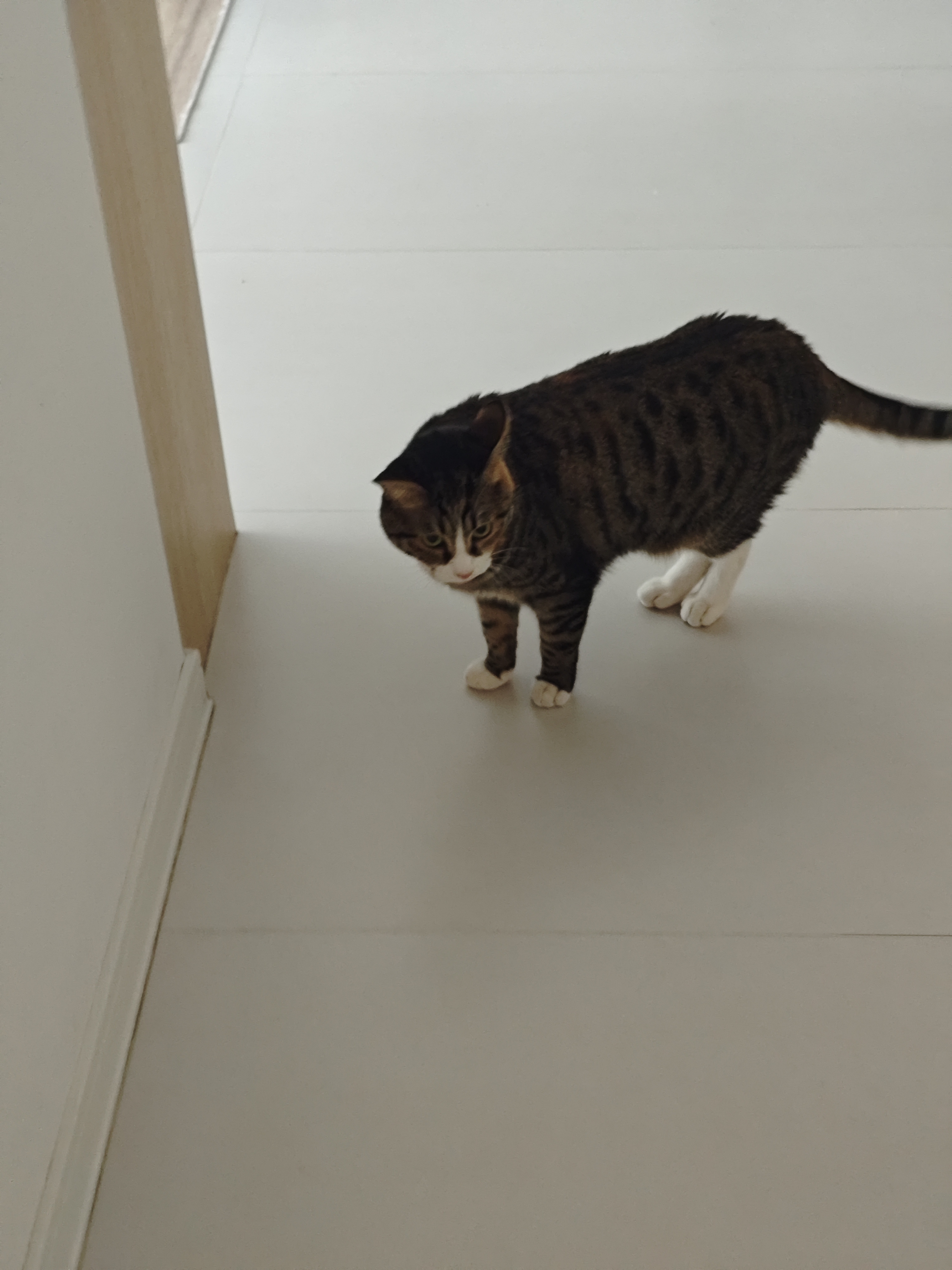 猫咪照片