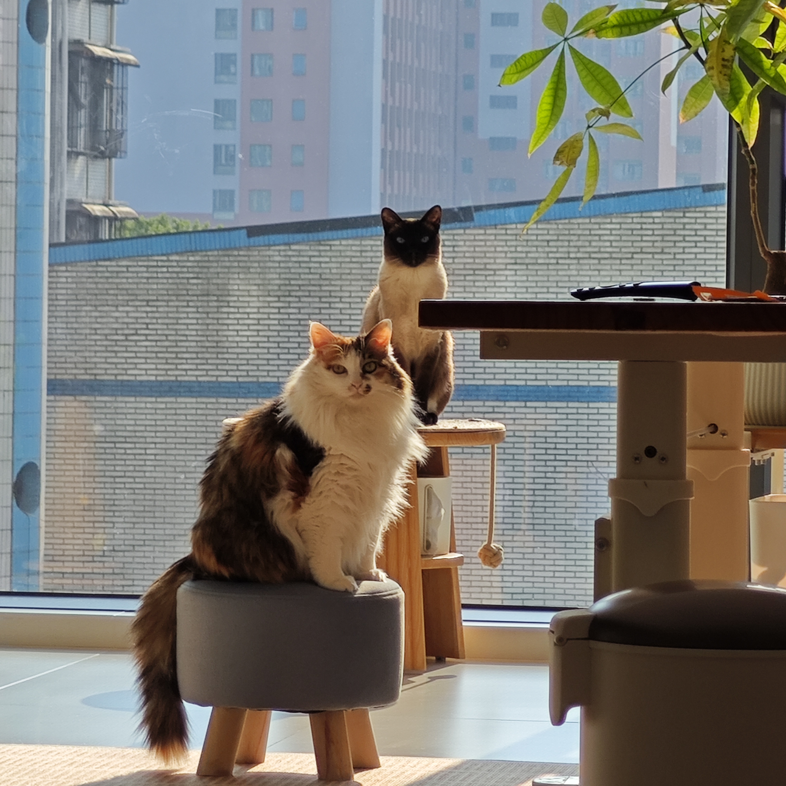 猫咪照片
